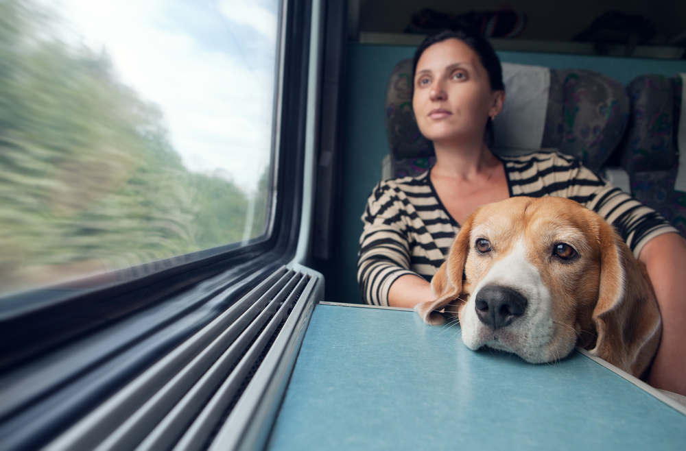 Провоз собаки в поезде